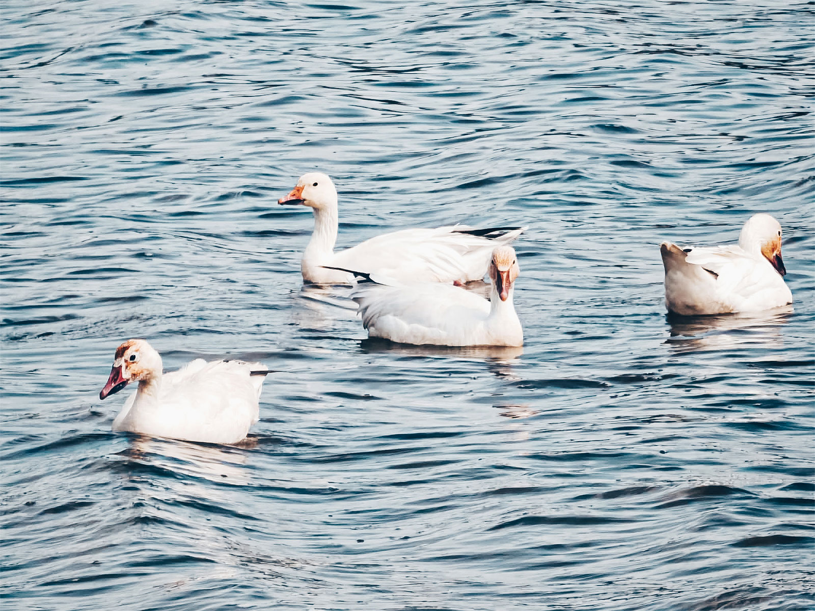 Quatre oies blanches sur l'eau devant la grève