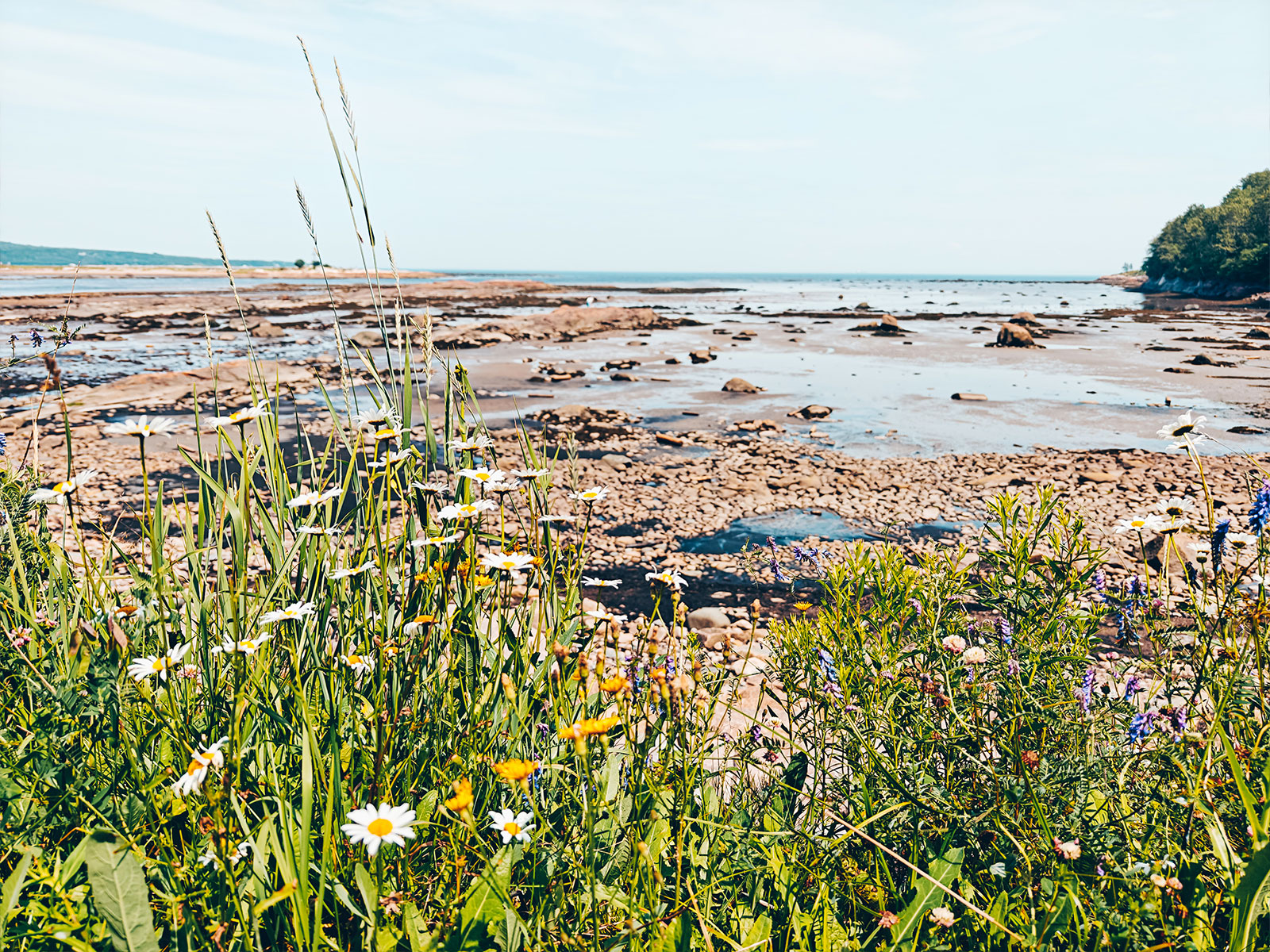 Marée basse vue depuis un talus fleuri, aux Escoumins