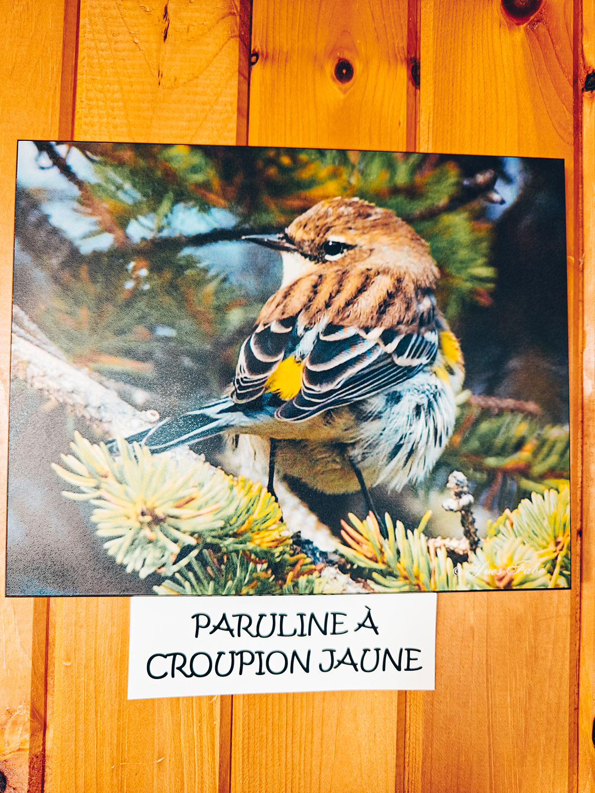 Planche illustrée d'un courlis corlieu, au mur du centre
