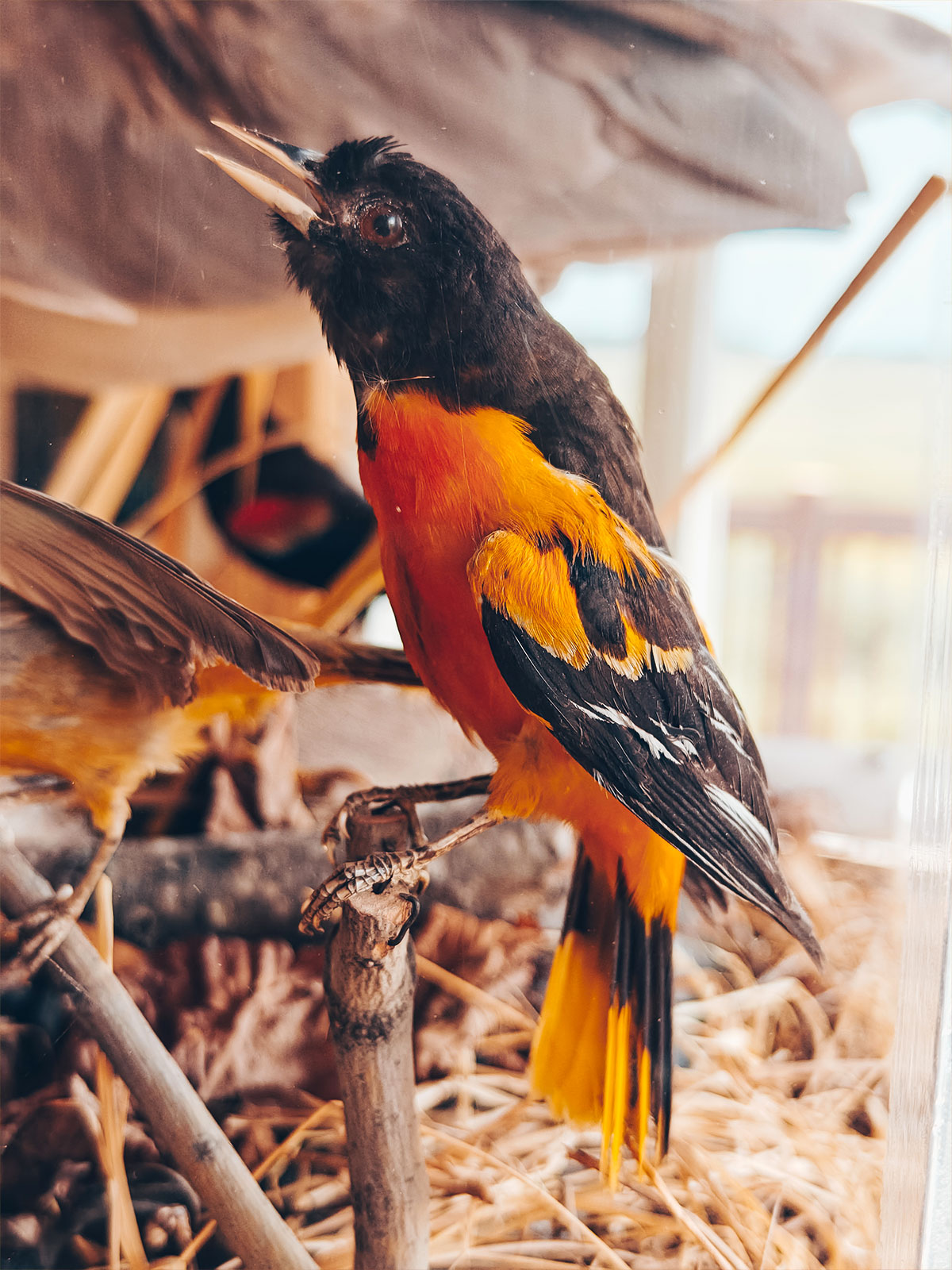 Oiseau naturalisé présenté en vitrine