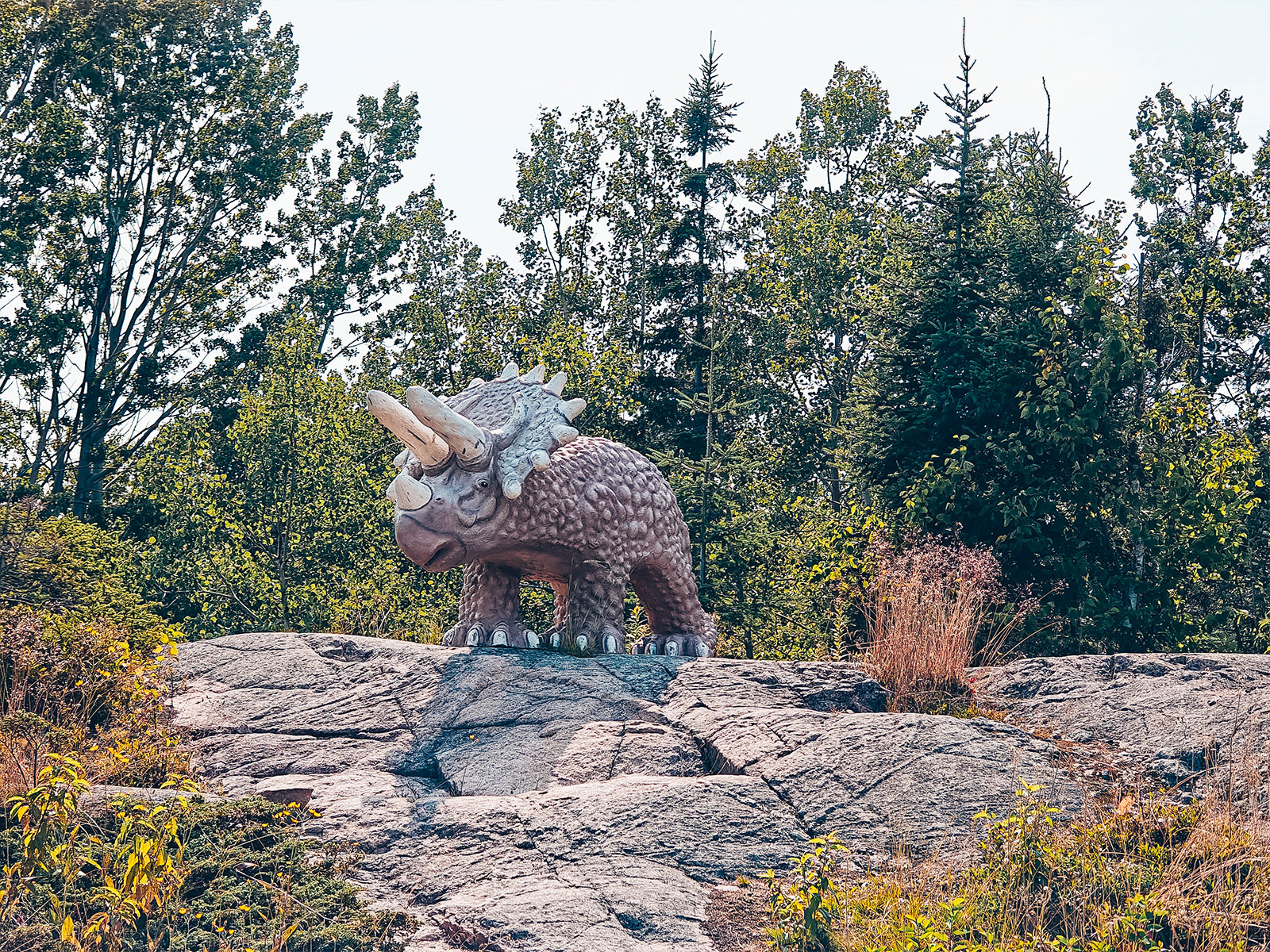 Un tricératops sculpté posé sur le roc
