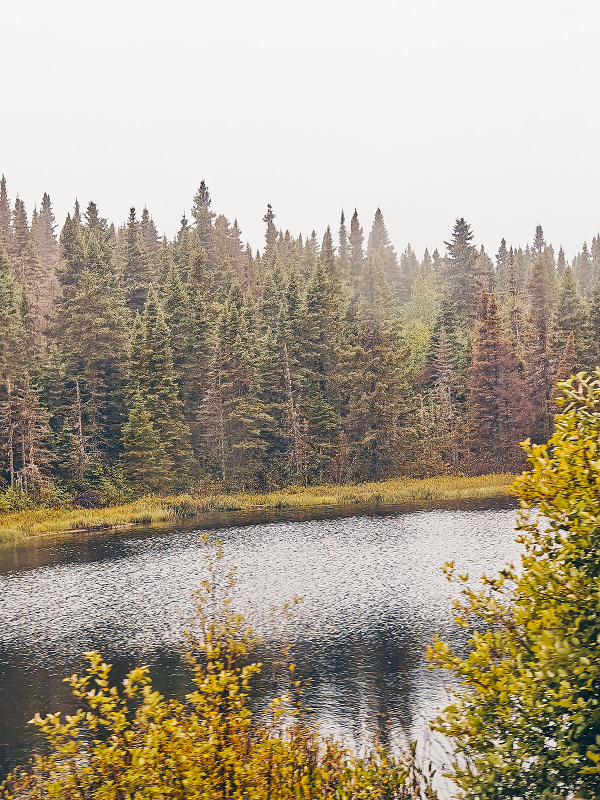 Une forêt d'épinettes serrées au bord d'un lac, des feuillages jaunissants au premier plan