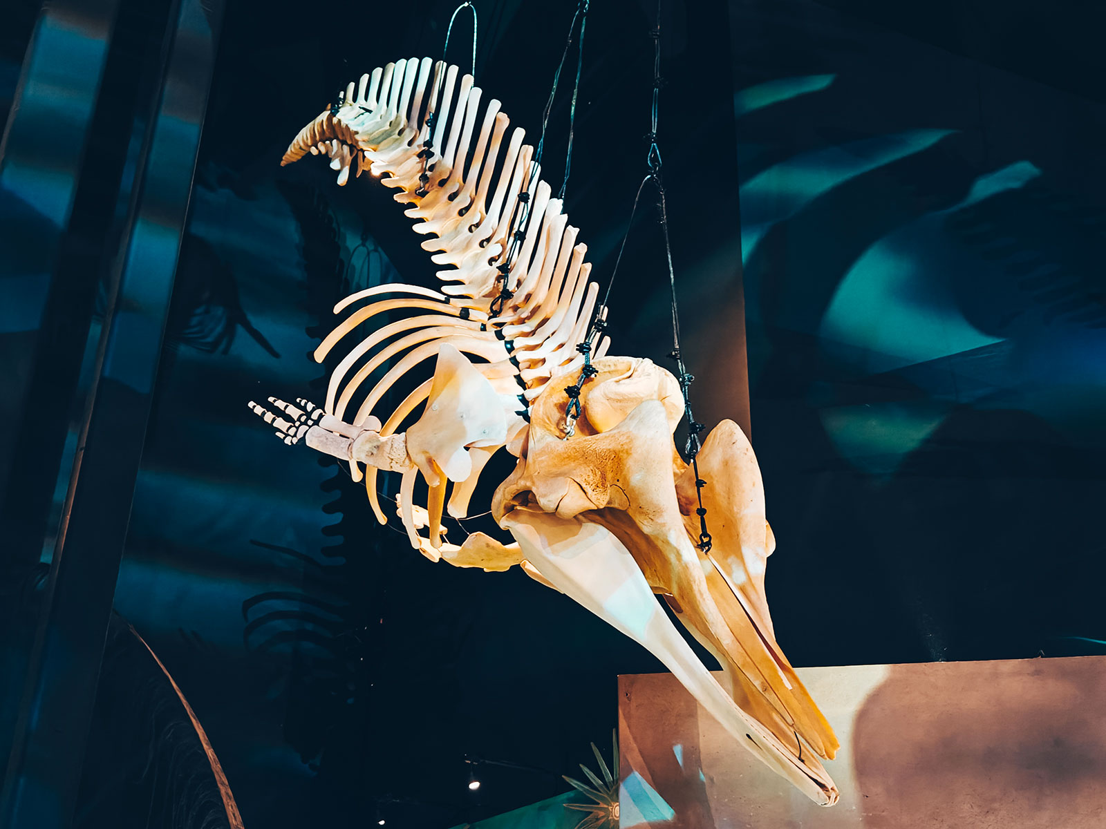 Un crâne et une mâchoire de baleine montés dans l’exposition
