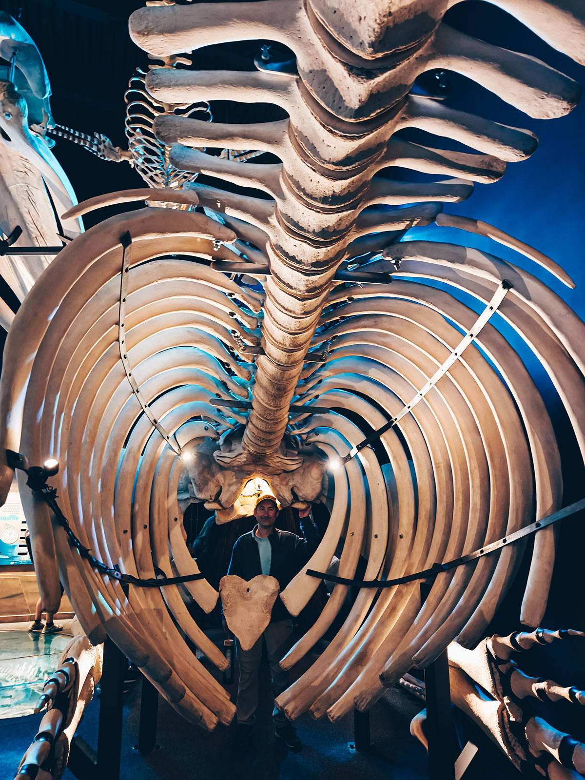 La cage thoracique d’un squelette de baleine vue d’en dessous