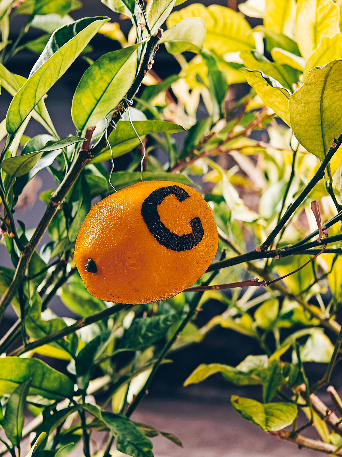 Une orange mûre encore accrochée à son arbre, entre les feuilles