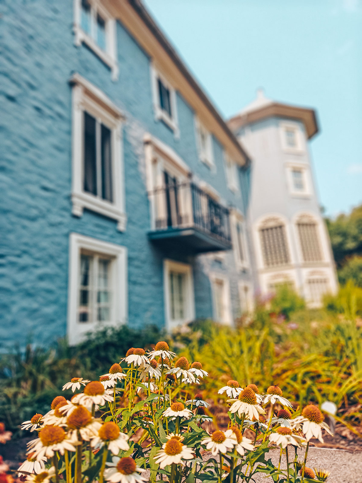 Le mur bleu du manoir derrière un massif de marguerites