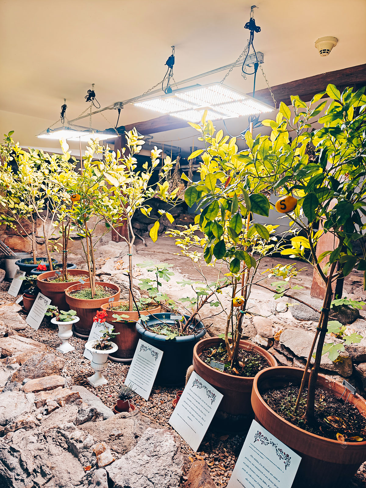 L’intérieur de l’orangerie : des agrumes en pot alignés sous les lampes de culture