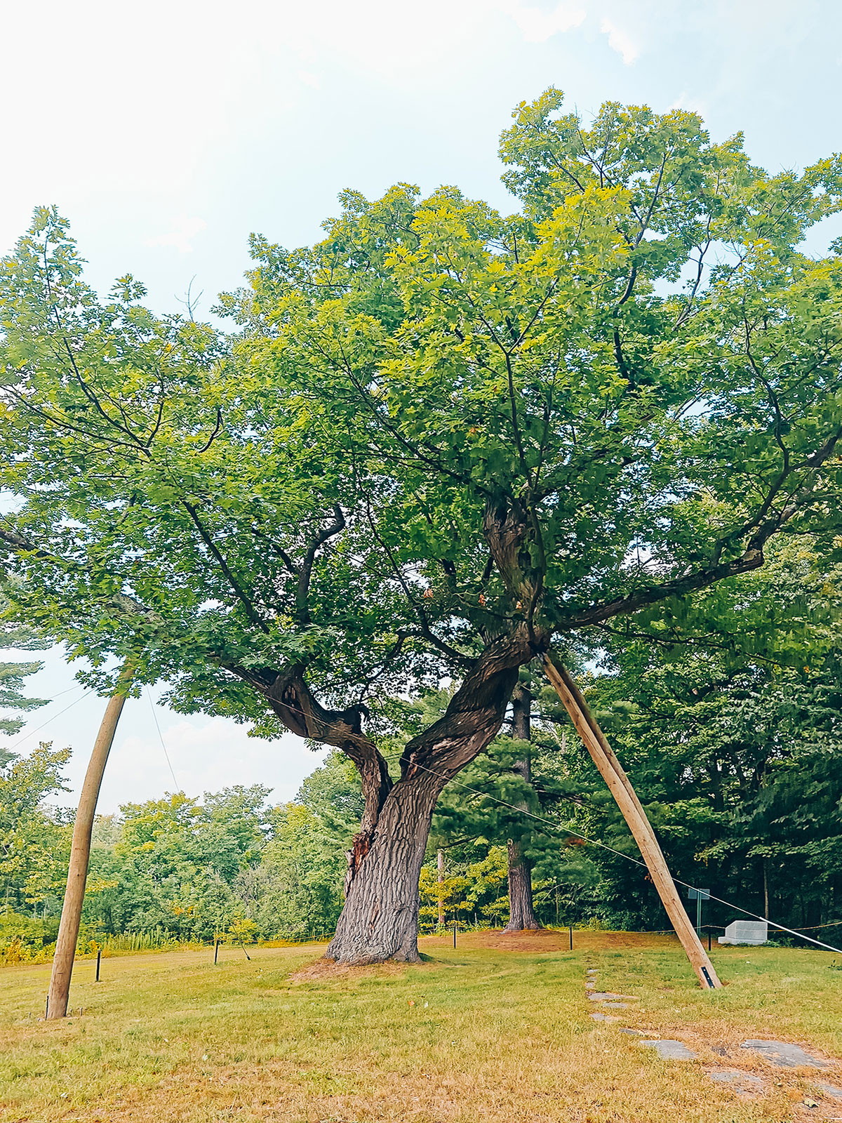 Un très vieil arbre aux branches étayées par des béquilles de bois