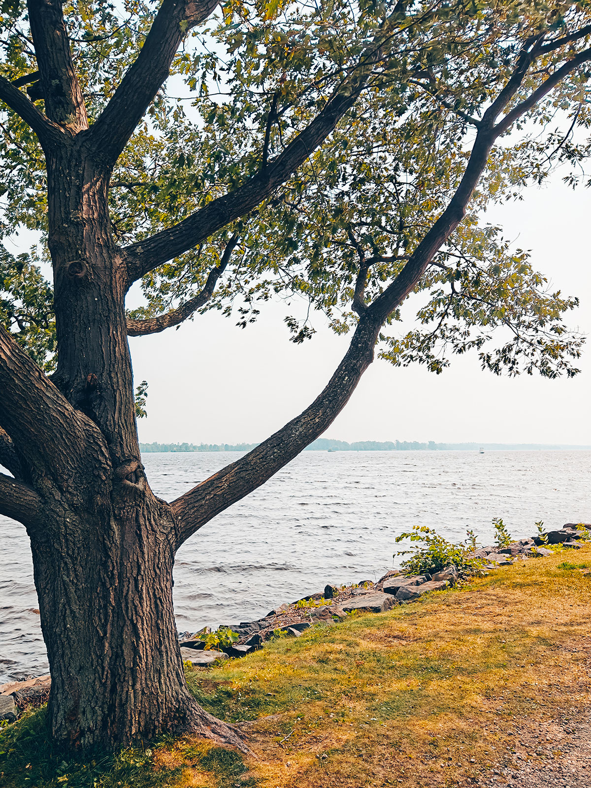 La berge de l’Outaouais, un grand arbre, et l’eau jusqu’à l’horizon