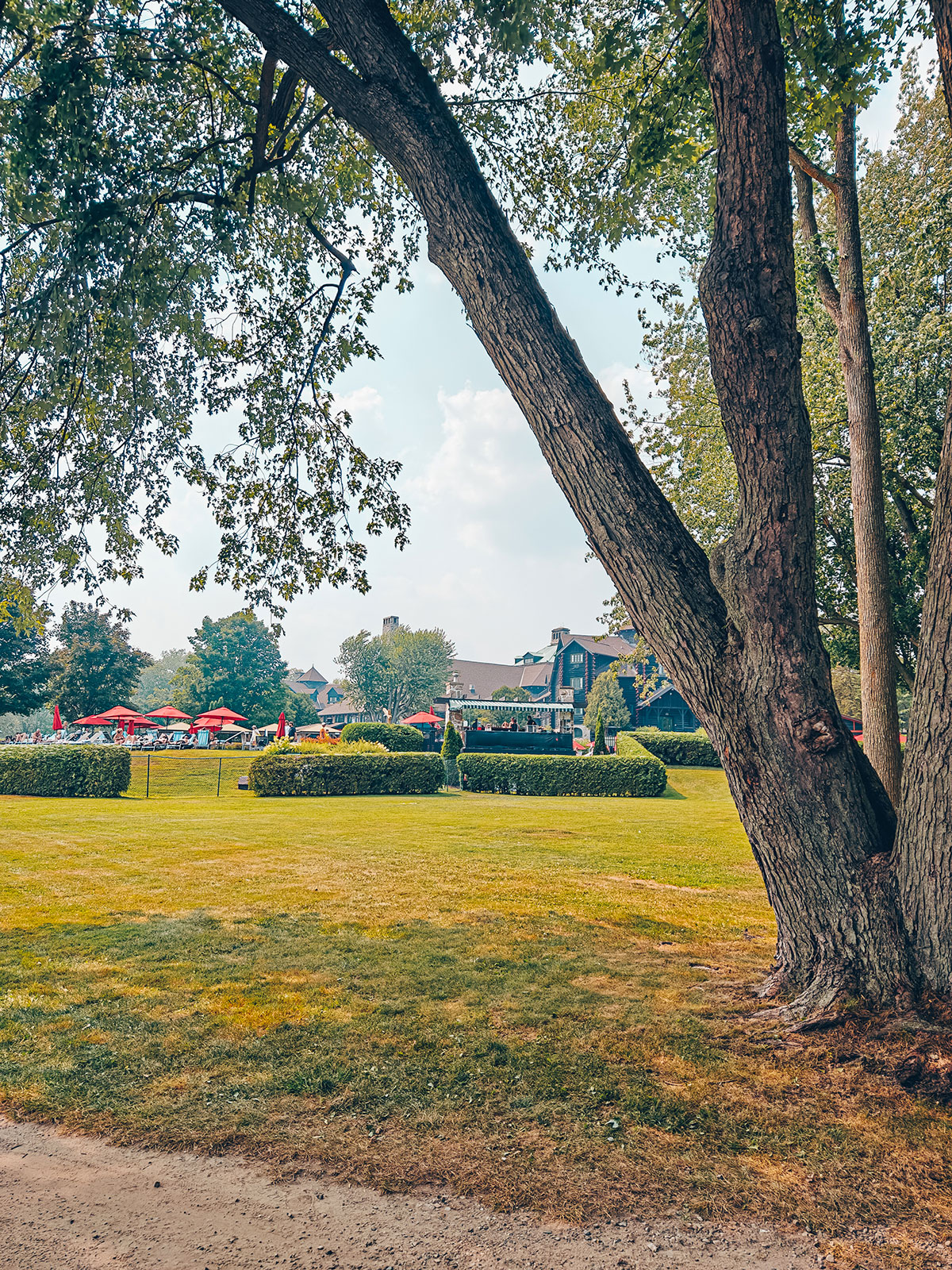 Un grand arbre penché au-dessus de la pelouse, le château derrière
