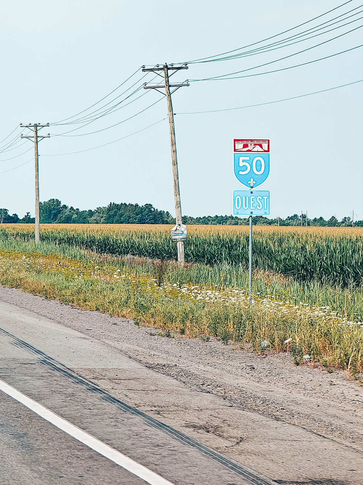 L’écusson de l’autoroute 50 planté au bord d’un champ de maïs