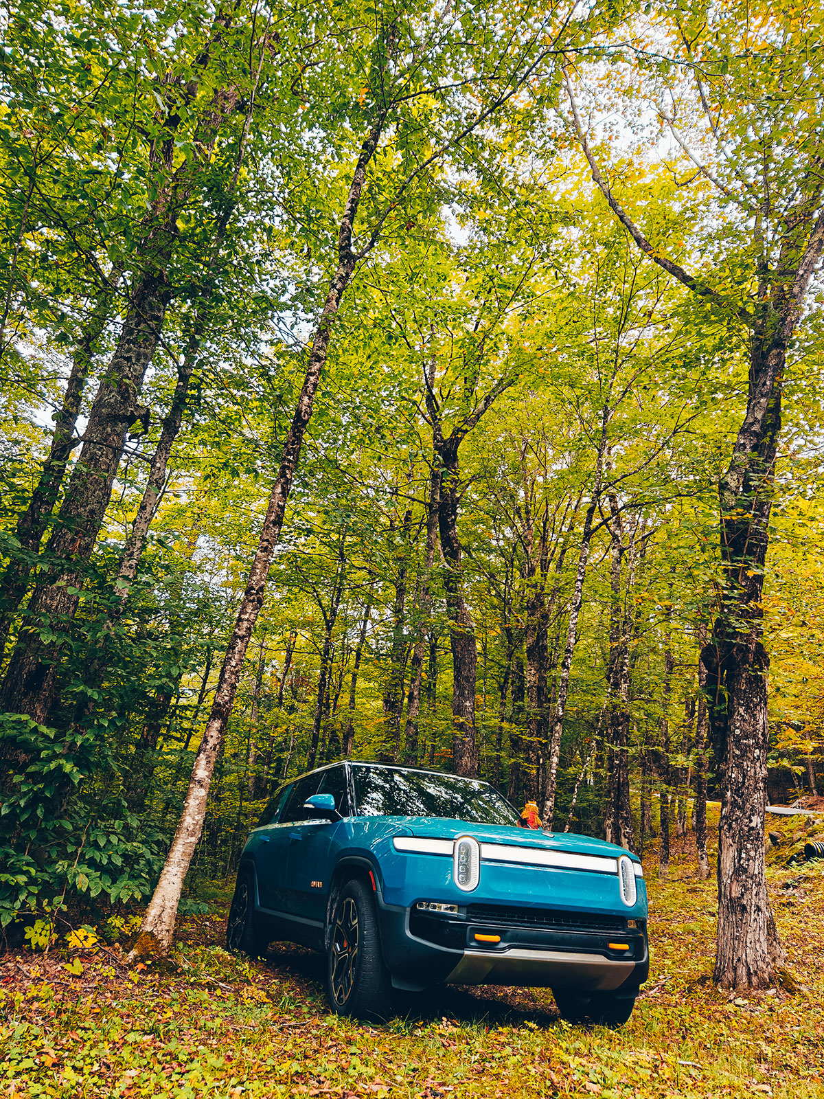 La forêt jaune referme la route derrière nous