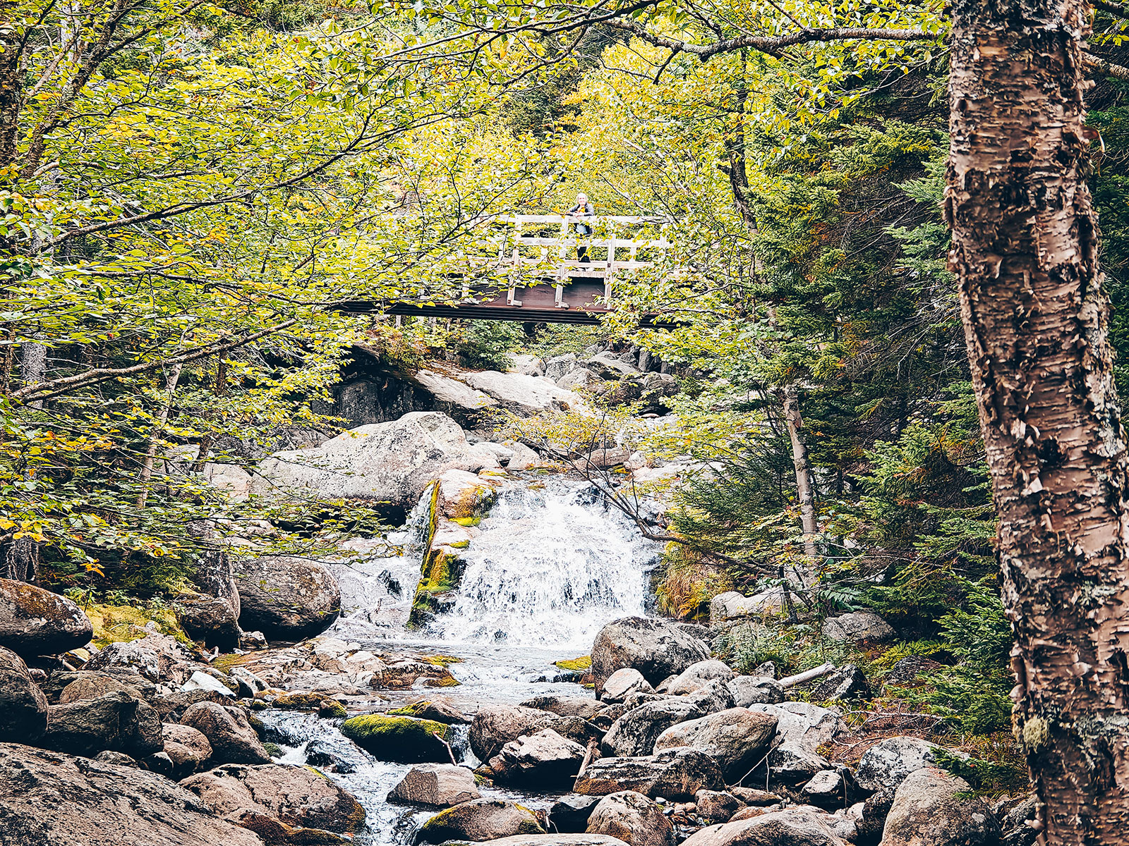 Le ruisseau et sa passerelle de bois dans les feuillages jaunes