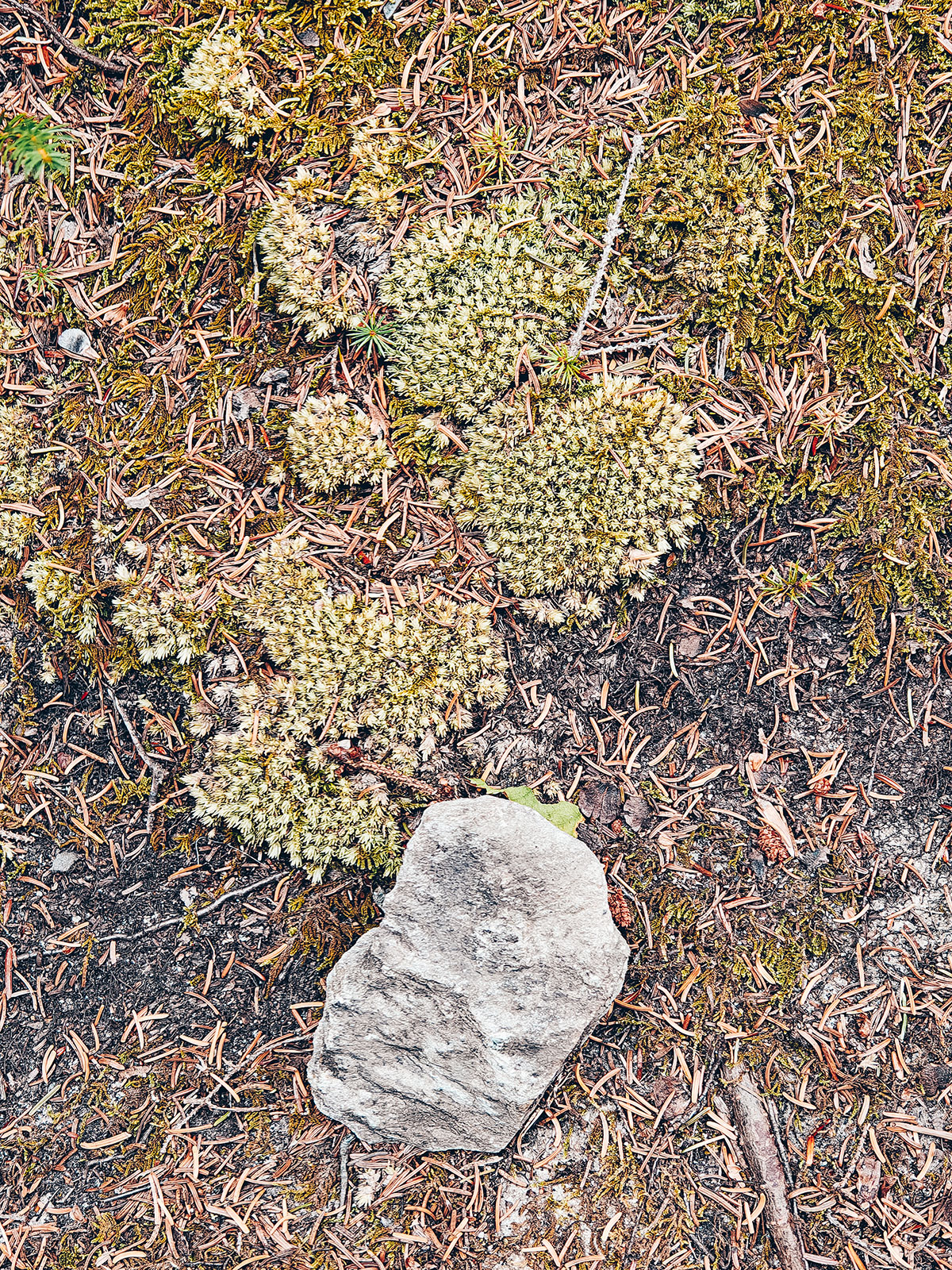 Mousses et lichens autour d'un bloc clair, au sol
