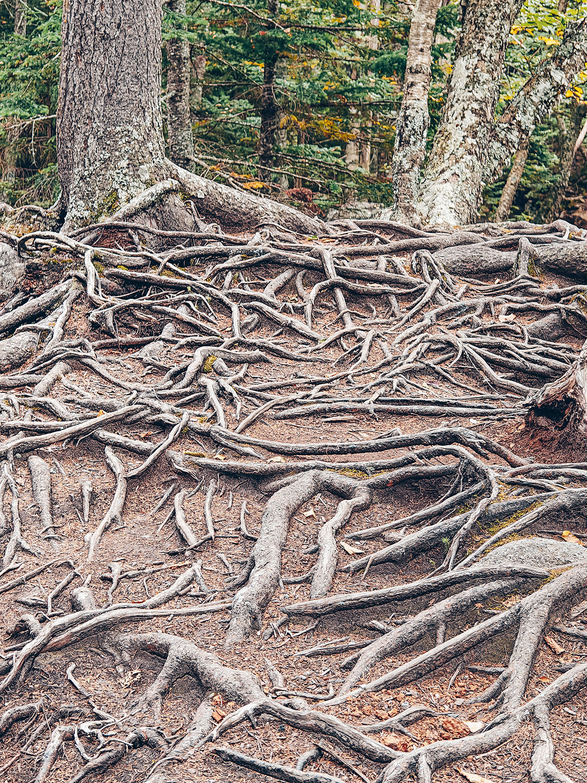 Un entrelacs de racines nues en travers du sentier