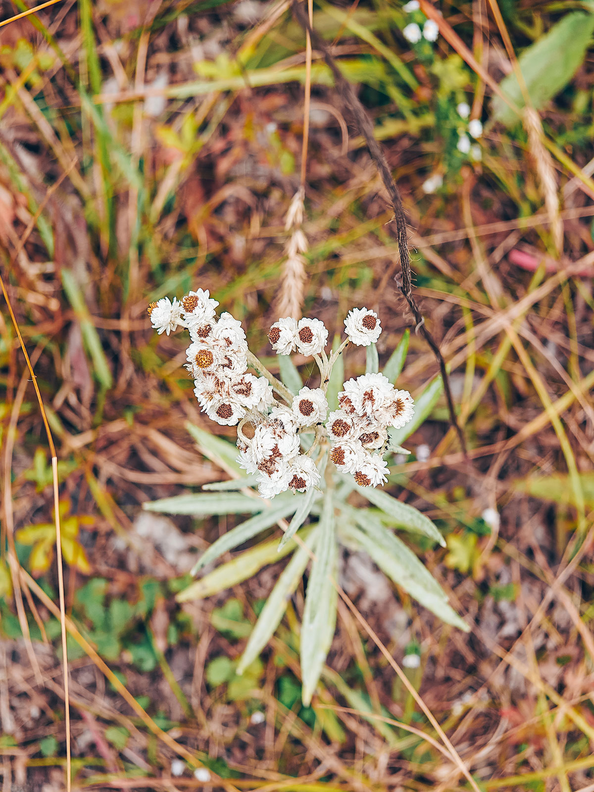 Une ombelle de petites fleurs blanches serrées, au ras du sol