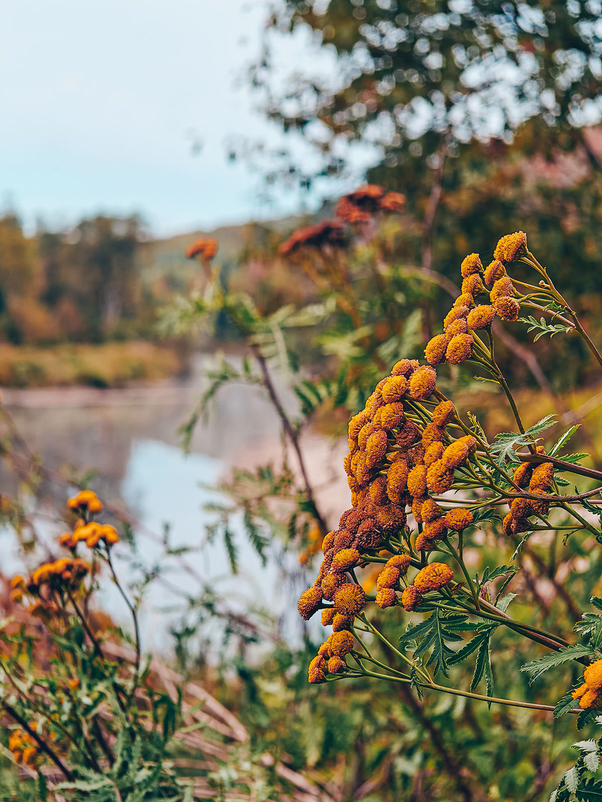 Des tanaisies rouillées par l'automne devant la rivière