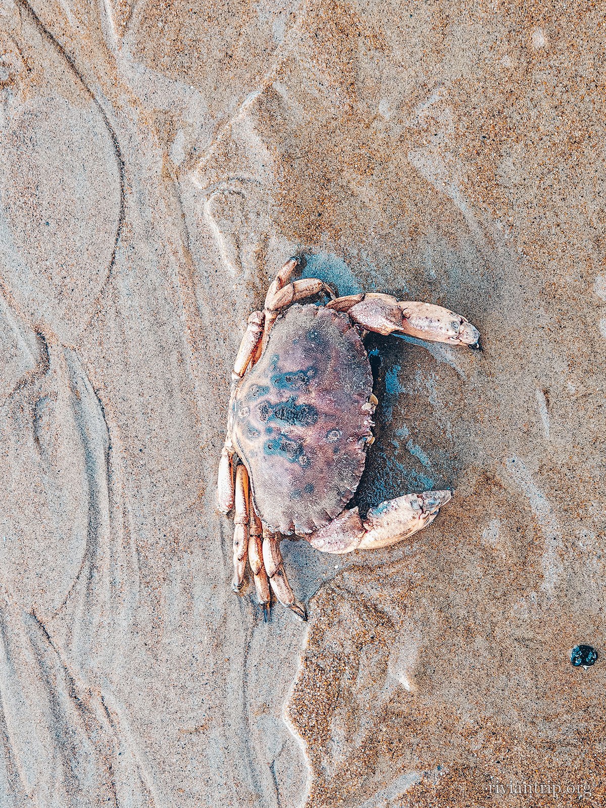 Un crabe échoué sur le sable